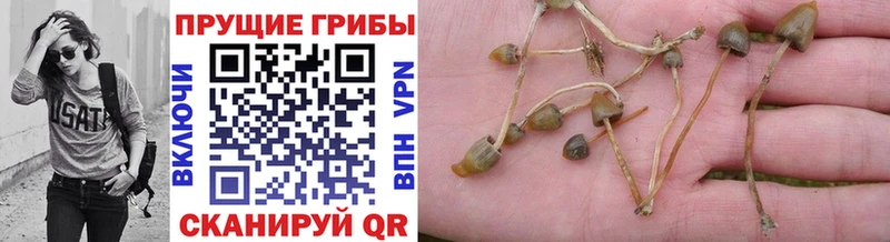 наркота Феодосия Псилоцибиновые грибы MAGIC MUSHROOMS
